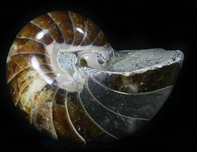 Cretaceous Nautilus Fossil - Madagascar #29646